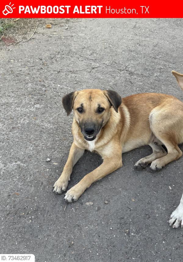 Lost Male Dog last seen Liberty rd, Houston, TX 77026