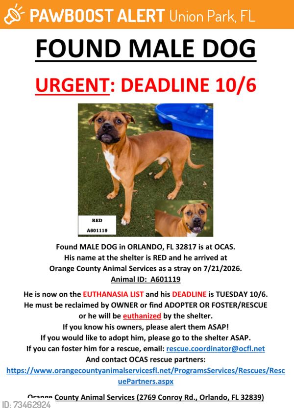 Found/Stray Male Dog last seen ORLANDO, FL 32817, Union Park, FL 32817