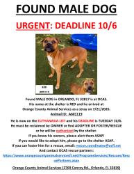 Found/Stray Male Dog last seen ORLANDO, FL 32817, Union Park, FL 32817