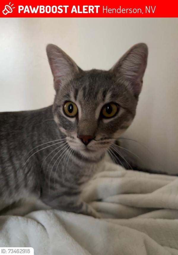 Lost Male Cat last seen Bluegrass ln and Eastern, Henderson, NV 89074