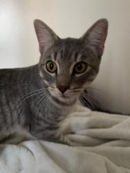 Lost Male Cat last seen Bluegrass ln and Eastern, Henderson, NV 89074