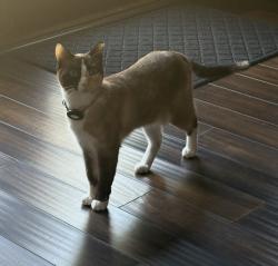 Lost Female Cat last seen Pond rd, Duluth, GA 30096