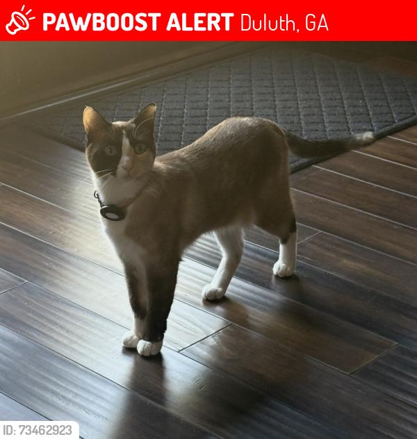 Lost Female Cat last seen Pond rd, Duluth, GA 30096