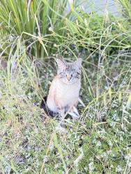Lost Male Cat last seen In neighborhood by our home, Rocklin, CA 95765