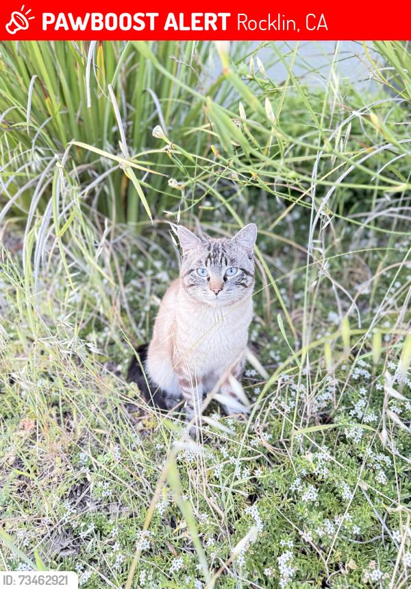 Lost Male Cat last seen In neighborhood by our home, Rocklin, CA 95765