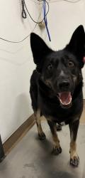 Shelter Stray Female Dog last seen YOLO/A ST, 16 Barnes Ct, Hayward, CA 94544, USA
