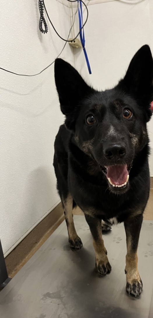 Shelter Stray Female Dog last seen YOLO/A ST, 16 Barnes Ct, Hayward, CA 94544, USA