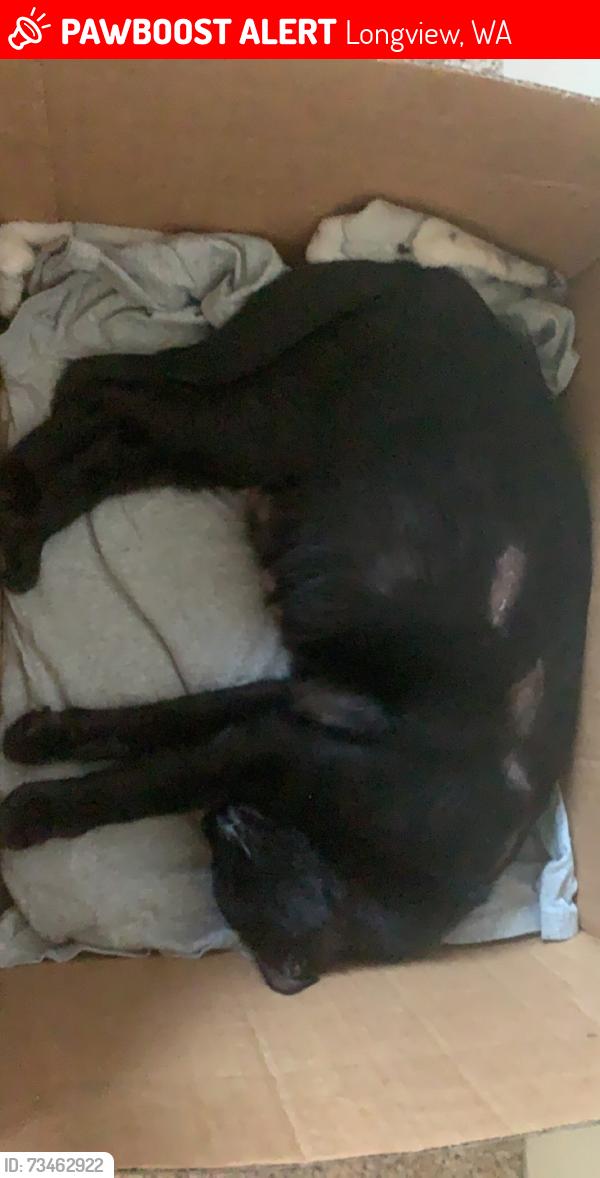 Lost Female Cat last seen mint valley, rotary park, white apmts, Longview, WA 98632