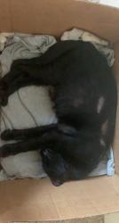Lost Female Cat last seen mint valley, rotary park, white apmts, Longview, WA 98632