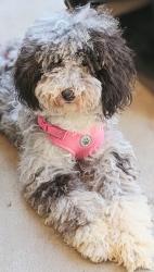 Reunited Female Dog last seen Near, Saginaw, TX 76131