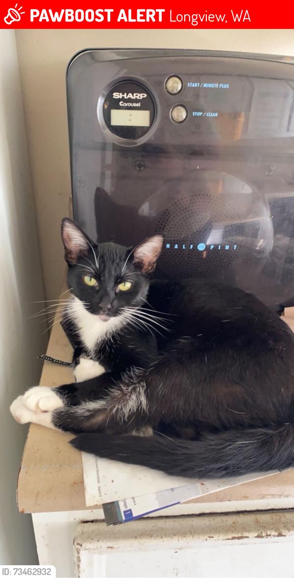 Lost Female Cat last seen mint valley, rotary park and white apmts, Longview, WA 98632