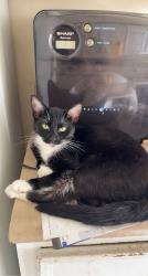 Lost Female Cat last seen mint valley, rotary park and white apmts, Longview, WA 98632