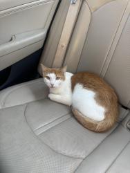 Found/Stray Male Cat last seen North point health and wellness, Minneapolis, MN 55430