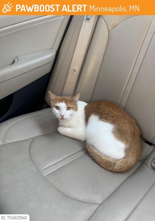 Found/Stray Male Cat last seen North point health and wellness, Minneapolis, MN 55430