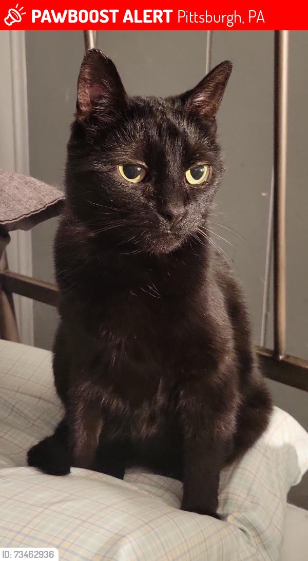 Lost Female Cat last seen Dunlap St, Pittsburgh, PA 15214