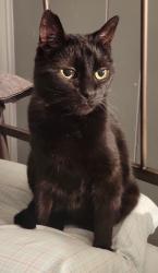 Lost Female Cat last seen Dunlap St, Pittsburgh, PA 15214