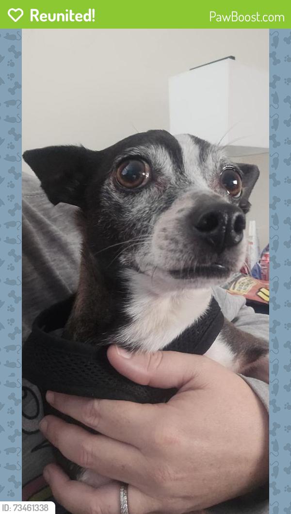 Reunited Male Dog last seen Grand blvd, Holiday, FL 34690