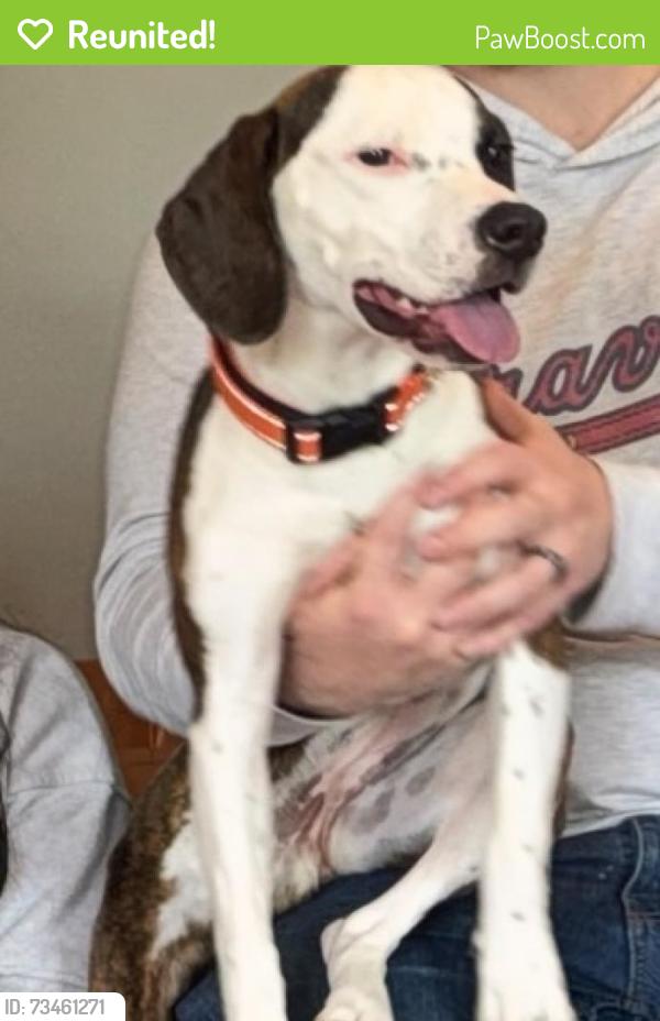Reunited Female Dog last seen Corner of Warner and ullery. Westerville, Westerville, OH 43081