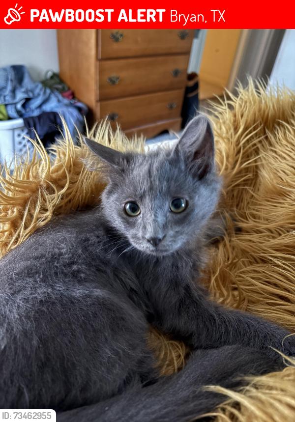 Lost Male Cat last seen On Kent st, Bryan, TX 77802