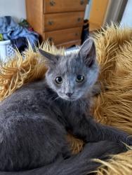 Lost Male Cat last seen On Kent st, Bryan, TX 77802