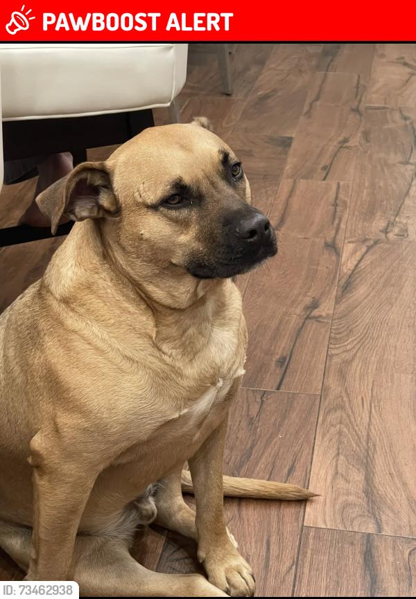 Lost Male Dog last seen Kings highway east, Middletown Township, NJ 07737