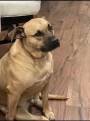 Lost Male Dog last seen Kings highway east, Middletown Township, NJ 07737