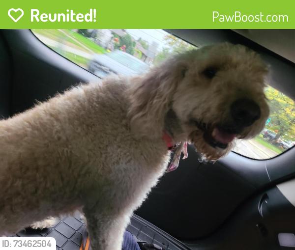 Reunited Female Dog last seen Hilltop Elementary School, Inver Grove Heights, MN 55076