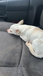Found/Stray Male Dog last seen FM 646 /Hwy 3, League City, TX 77573