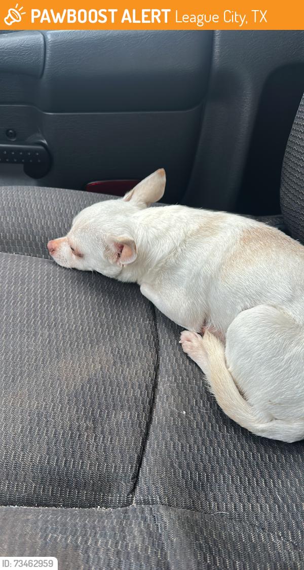 Found/Stray Male Dog last seen FM 646 /Hwy 3, League City, TX 77573