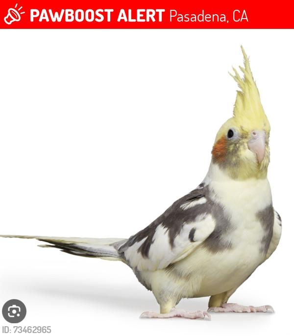 Lost Male Bird last seen Corner Bakery in Hastings Ranch, Pasadena, CA 91107