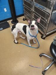 Shelter Stray Male Dog last seen OFALLON, 4850 Mid Rivers Mall Dr, St Peters, MO 63376, USA