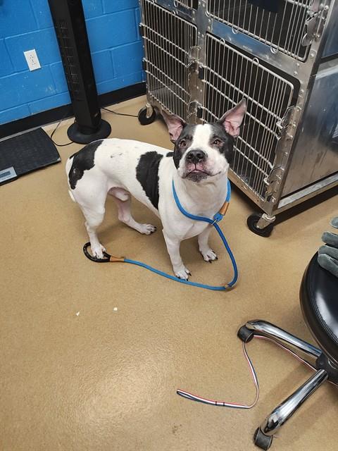 Shelter Stray Male Dog last seen OFALLON, 4850 Mid Rivers Mall Dr, St Peters, MO 63376, USA