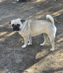Reunited Female Dog last seen Wood and avenue B, Riverside County, CA 92508