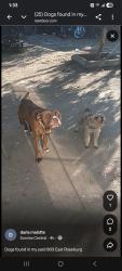 Reunited Male Dog last seen East roseburg, Modesto, CA 95350