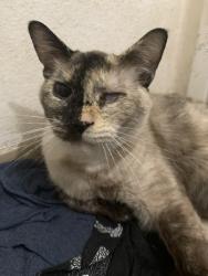 Lost Female Cat last seen open field with cows and horses, Castle Rock, WA 98611