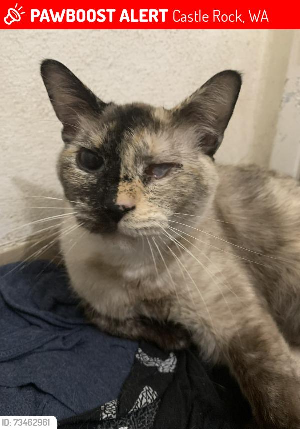 Lost Female Cat last seen open field with cows and horses, Castle Rock, WA 98611