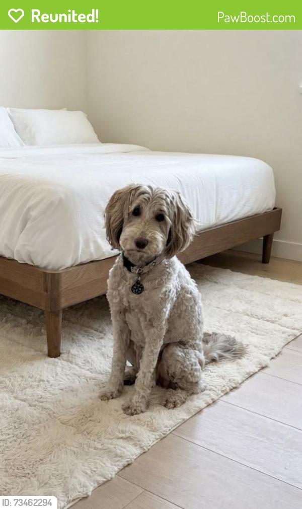 Reunited Female Dog last seen Fontana Dr. Santa Clara, Santa Clara, CA 95051