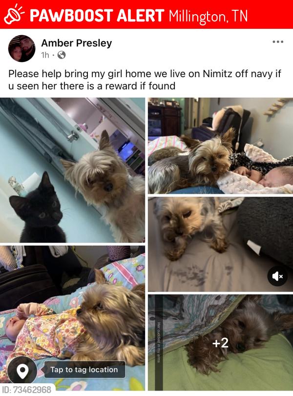 Lost Female Dog last seen Need of navy rd, Millington, TN 38053