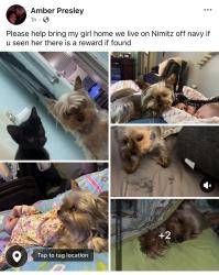 Lost Female Dog last seen Need of navy rd, Millington, TN 38053