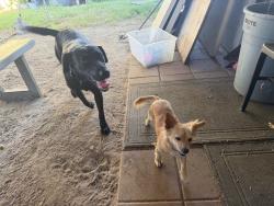 Found/Stray Female Dog last seen E.Oxford St., Chula Vista, CA 91911
