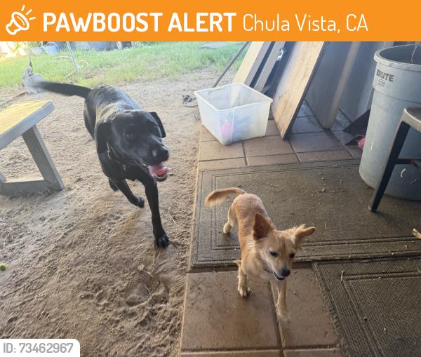 Found/Stray Female Dog last seen E.Oxford St., Chula Vista, CA 91911