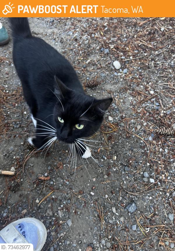 Found/Stray Female Cat last seen Lakeside landing apmts, Tacoma, WA 98406