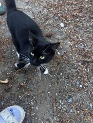 Found/Stray Female Cat last seen Lakeside landing apmts, Tacoma, WA 98406