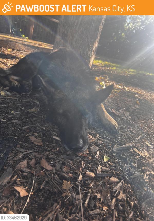Found/Stray Male Dog last seen Kaw point park, Fairfax Trafficway, Kansas City, KS, Kansas City, KS 66115