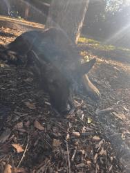 Found/Stray Male Dog last seen Kaw point park, Fairfax Trafficway, Kansas City, KS, Kansas City, KS 66115