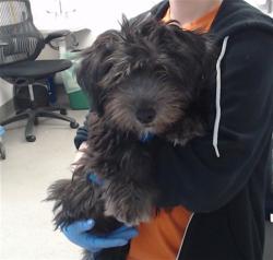 Shelter Stray Male Dog last seen HARRISON ST / DIVISION, 1419 Bryant St, San Francisco, CA 94103, USA