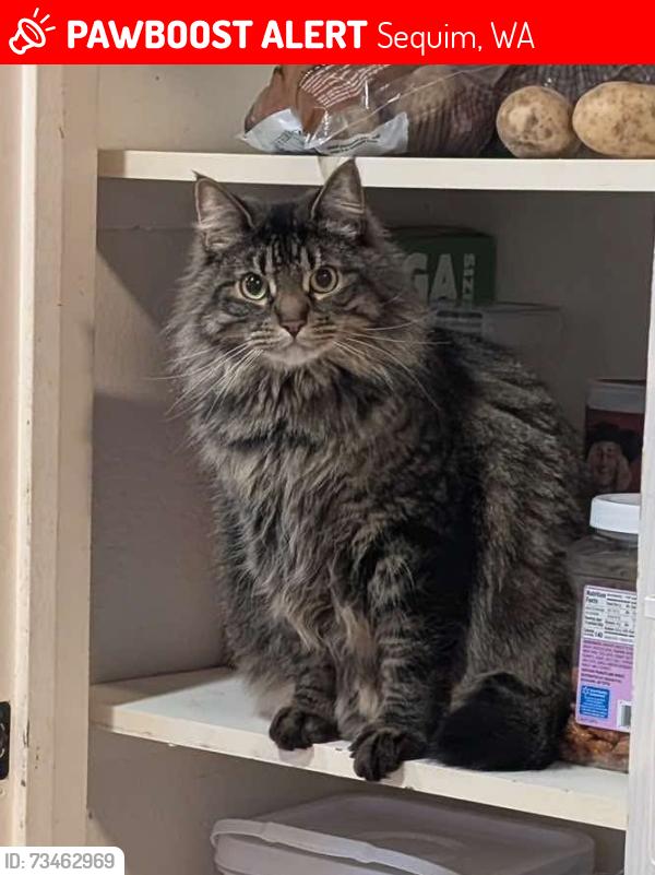 Lost Male Cat last seen Woodcock, Ridgeview, Cays Road, Sequim, WA 98382