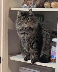 Lost Male Cat last seen Woodcock, Ridgeview, Cays Road, Sequim, WA 98382