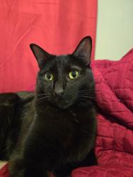 Lost Male Cat last seen Near pippers way, San Antonio, TX 78251
