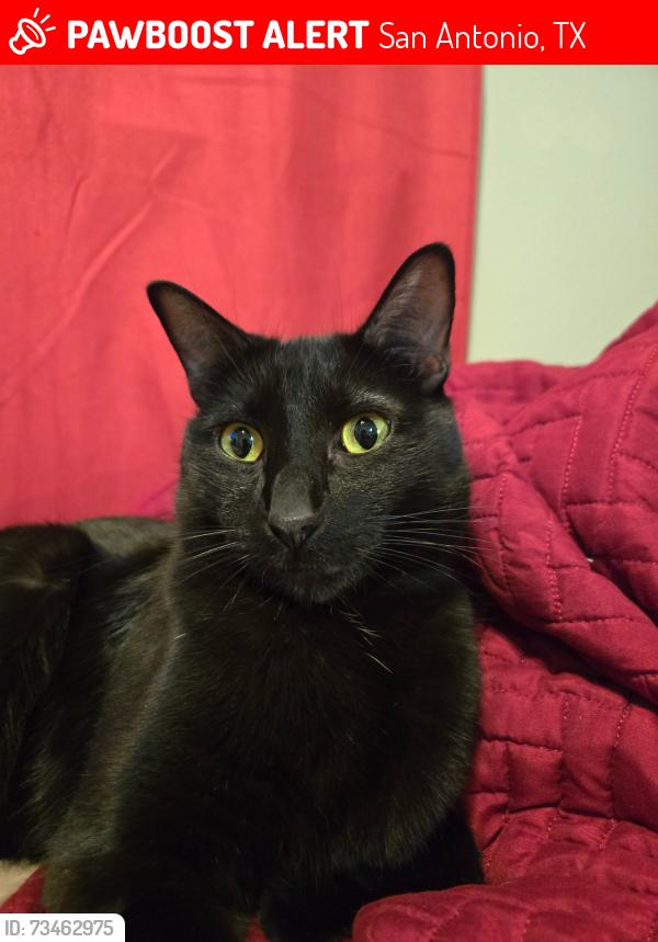 Lost Male Cat last seen Near pippers way, San Antonio, TX 78251